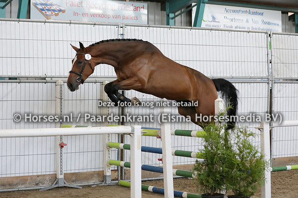 1 Palma Balia van Seldsum (Comme il faut x Karma Balia Blue SMH)