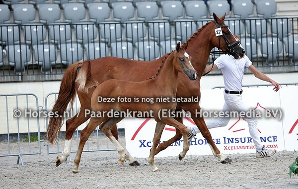 22 Oakley (Apache x Annastasia v. Prestige VDL)