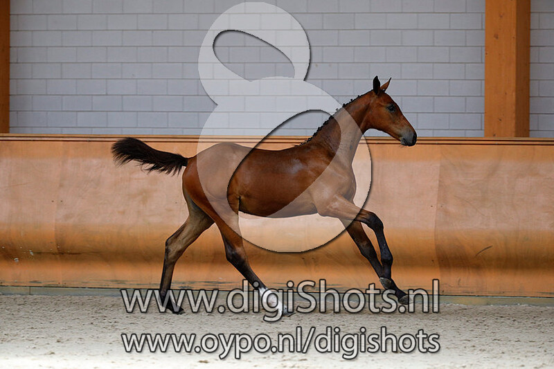 Claire v. Comme il Faut