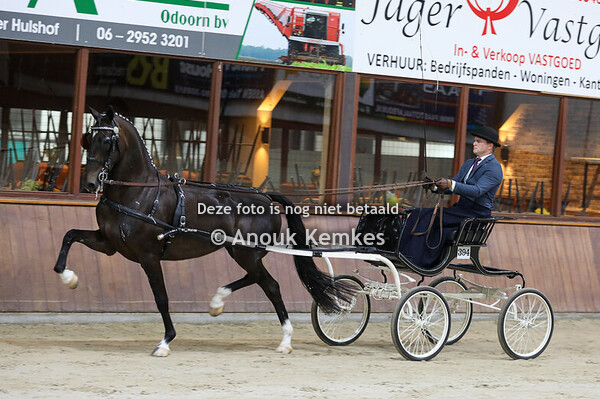 Pauline ( Lanto x Atleet ) Alternatieve Ibop