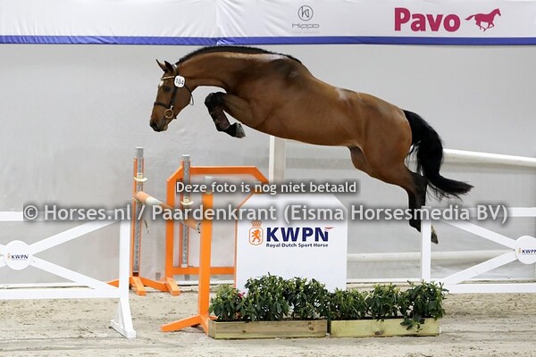 03-02-2021 HK KWPN springhengsten