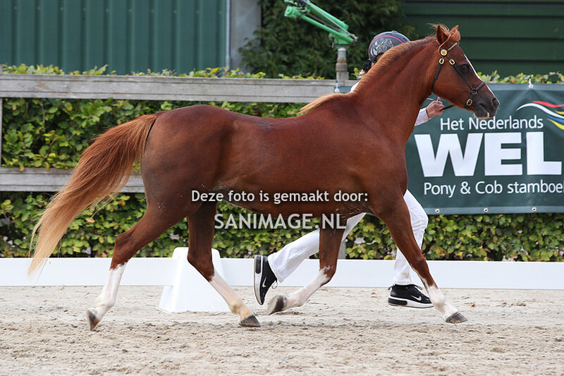 NWPCS Centrale Keuring Houten 26-08-2023 Kampioenschappen