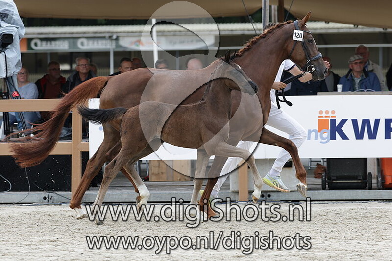 Versace Gold From Kvb v. First Magic