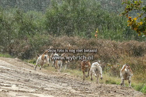 4 Havelte 13-10-2024