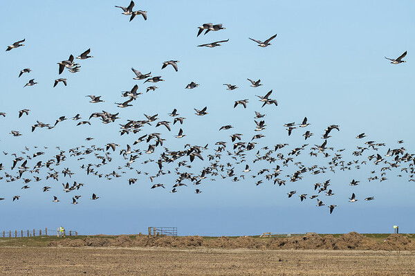 Waddengebied Friesland