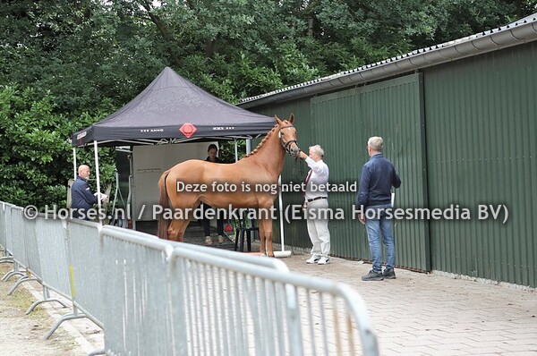 04-07-2020 Stamboekkeuring KWPN Oirschot