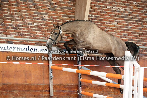 13 Saar (Untouchable x Madelief v. Tangelo vd Zuuthoeve)