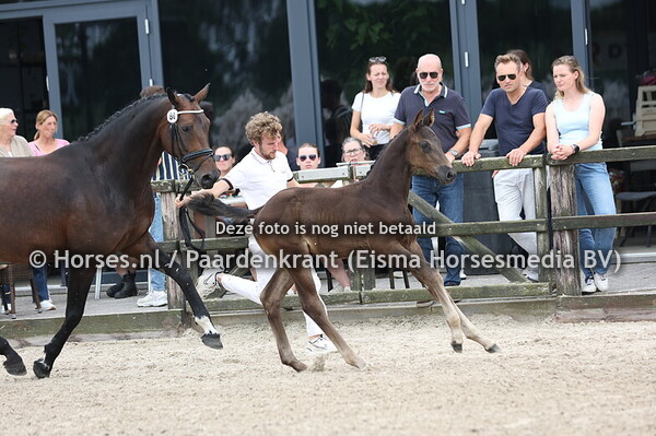 80 Vyento SD (Kjento x La reine Sollenburg v. For Romance)