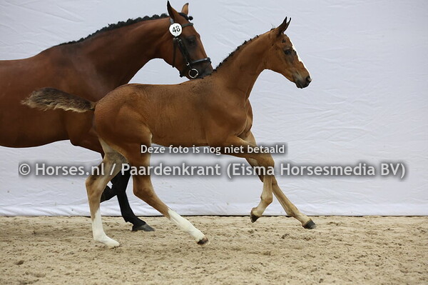 48 Veniaze (Lamaze x Fenia v. Nu8mero Uno)