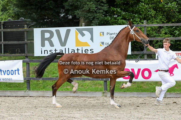 Selony F ( Hubert VDM x Manno ) 