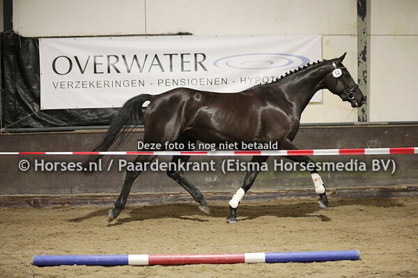 52 O'lilly (Just Wimphof x cassey v. Jazz)