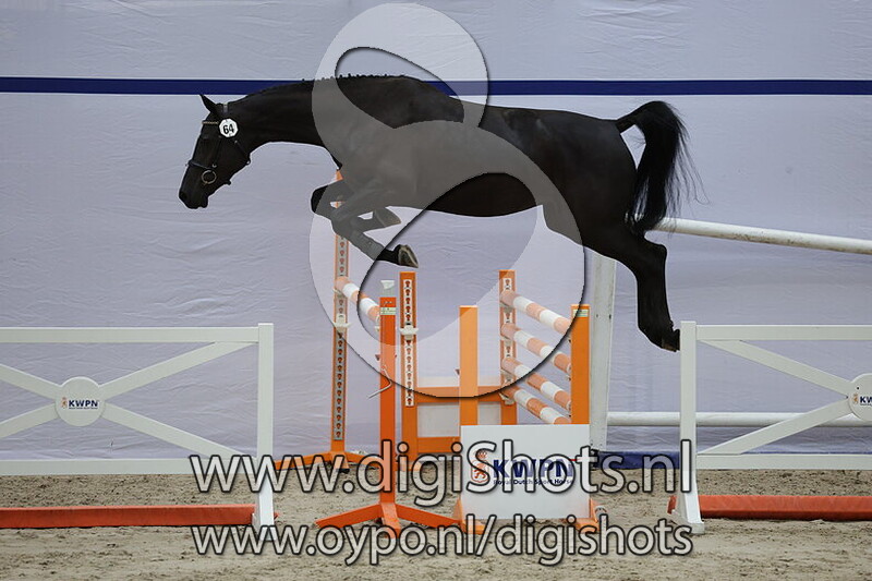 Celancara VDL z v. Chatinue