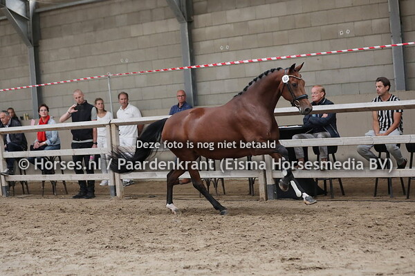 60 Kadoeskan PB (Chippendale x U-Padoeska v. Jazz)