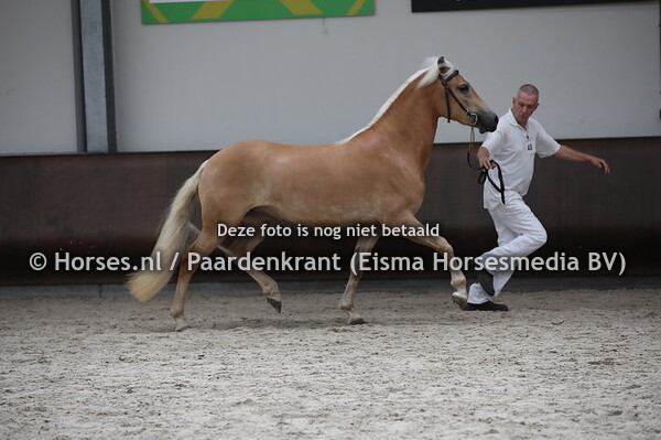 48 Hinte van de Beekenpieper (Schach x Hillary van de Beekenpieper)