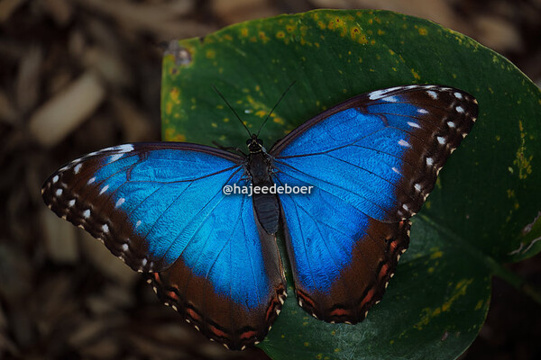 Vlinders en insekten
