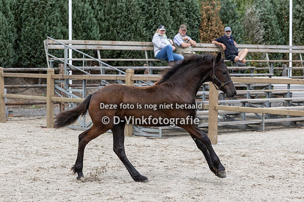 52. Fenne van de Veenhoeve