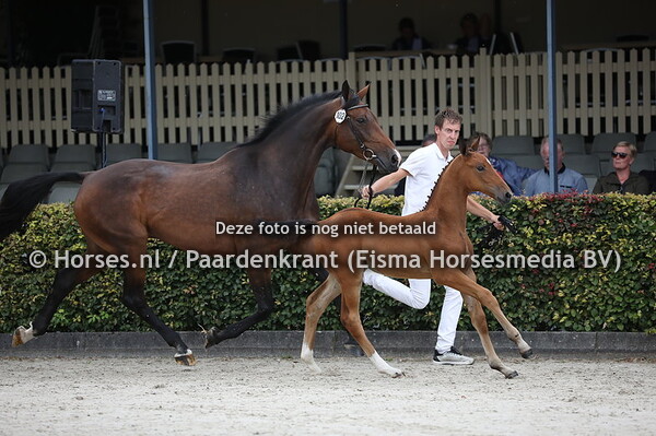 102 Ofatendri VDL (Kallmar VDL x Fatendri VDL v. Quaprice)