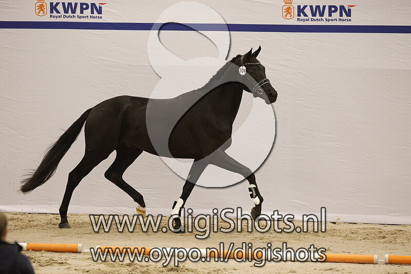 Zagon v. Blue Hors Zackerey