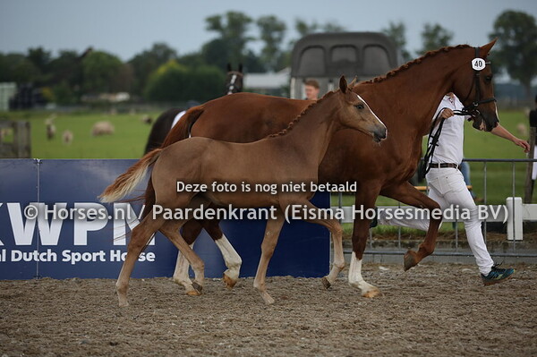 40 Ovasion (Escamillo x Unassion v. Krack C)