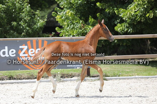 30 Sarona van de Reesinghehoeve