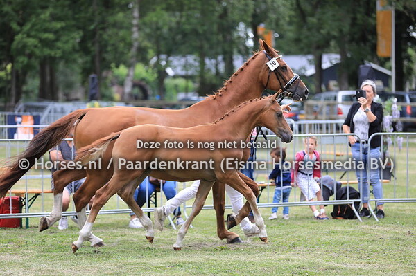 16 Ovidio Olienna v Incognito
