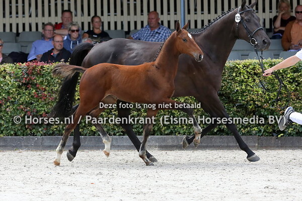 125 Omar-E (Kempinski x Els v. Nuumero Uno)