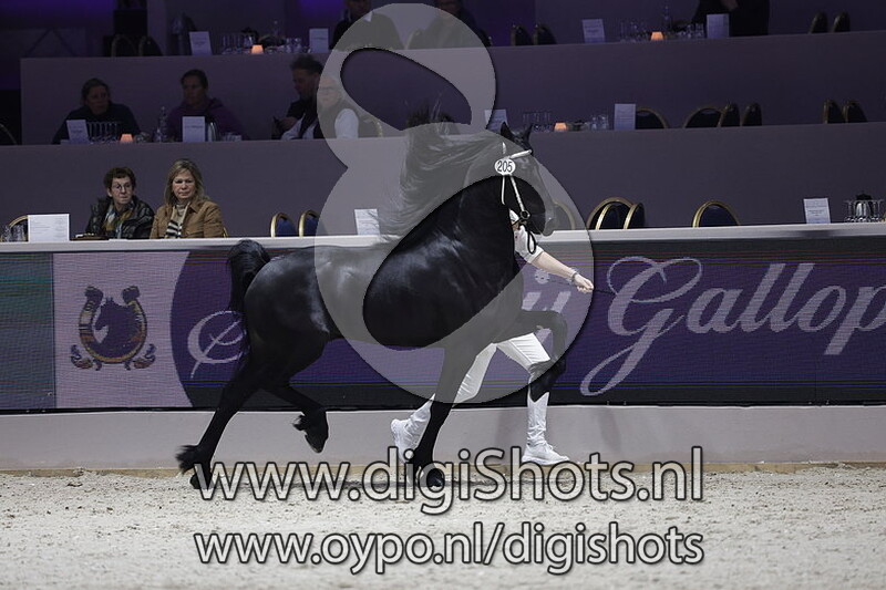 Mooiboy van Zomerstaete 205 v. Markus 491