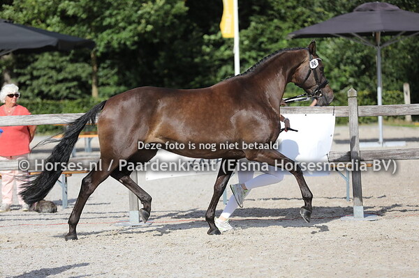 96 Night Dienneke's World