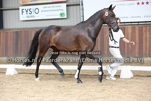 50 Reina (Desperado x Celine v. Valdez)