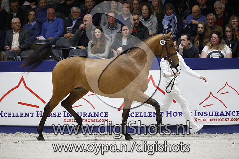 Little Pony v. Cohinoor VDL