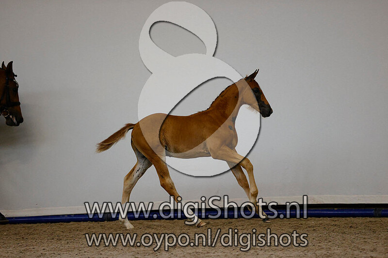 Glocks Toto Jr x Wynton