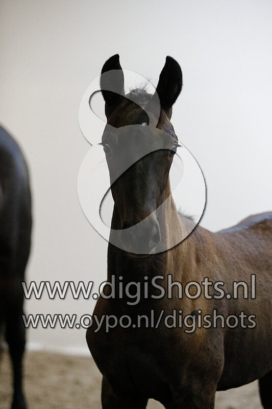 Furstin Modena v. Marc Cain