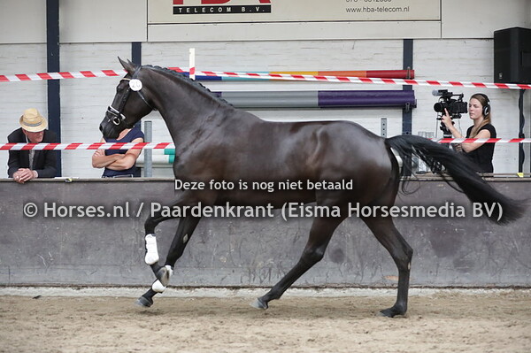 20 Maya Elektra (Totilas x Elektra v. Sandro Hit)