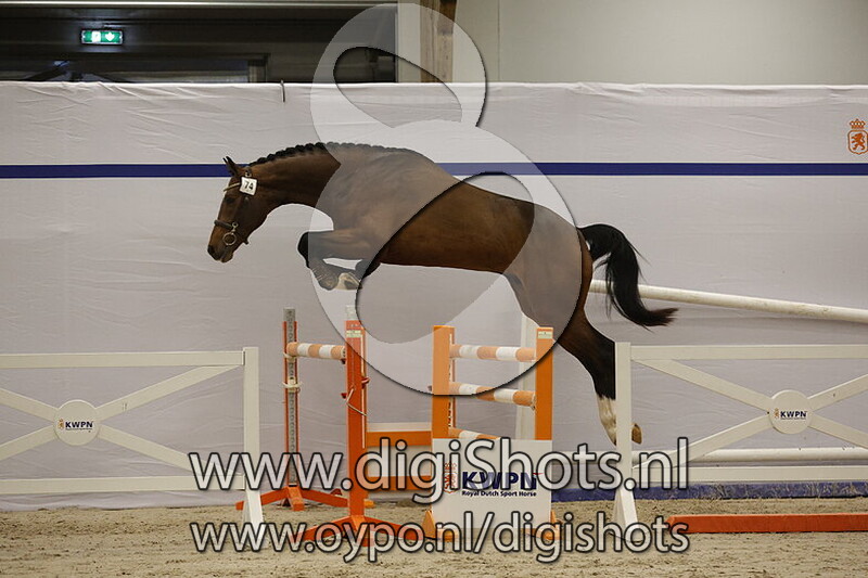 Elf Fepit II van Beek Z v. Elfra van Beek Z