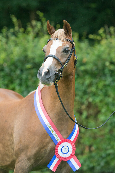 Regionale Keuring Heteren