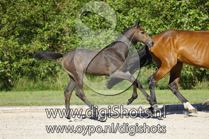 Cornet Obolensky x Cartano