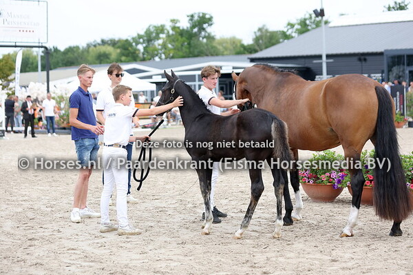 74 Vasarai (Sarai L x Noortje TC v. Just for You)