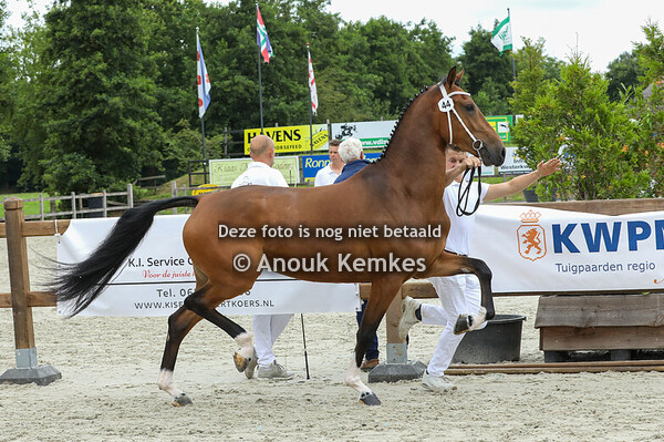 3 Jarige Stamboek Merries 