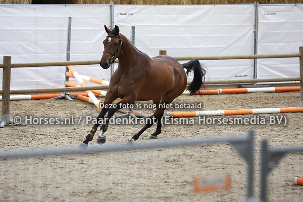 26 Sarissa (Landino VDL x Clarissa v. Cantos)