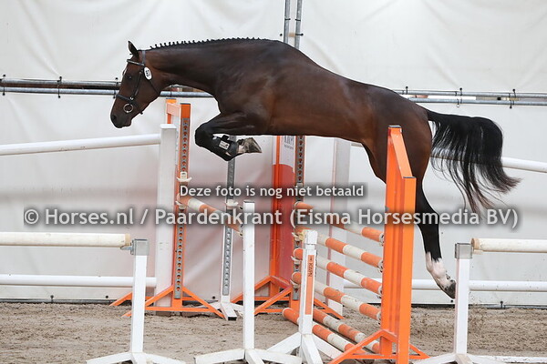 87 Lorona (Grand Slam VDL x Extrema v. Amadeus)