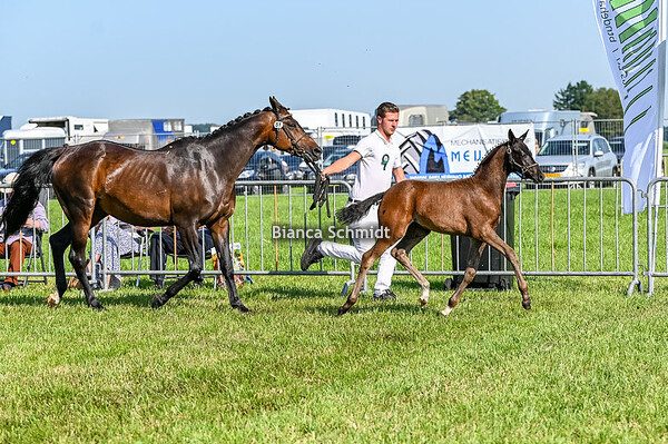 Sectie NWR/Sectie WPBR/Sectie B