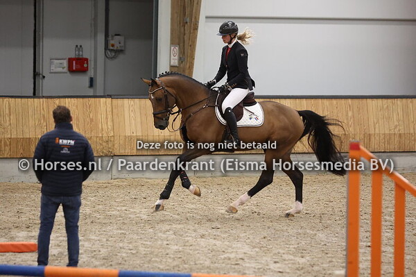 7 Stefano (Comme il faut x Quidam's Rubin)