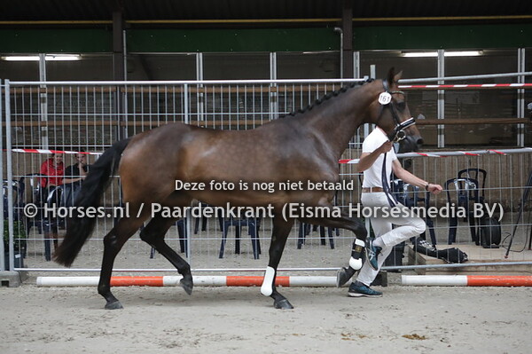 161 Lavina-Utopia (Negro x Bali-Utopia)