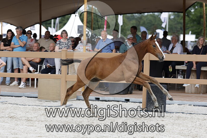 Ticella VDL v. Baltic VDL