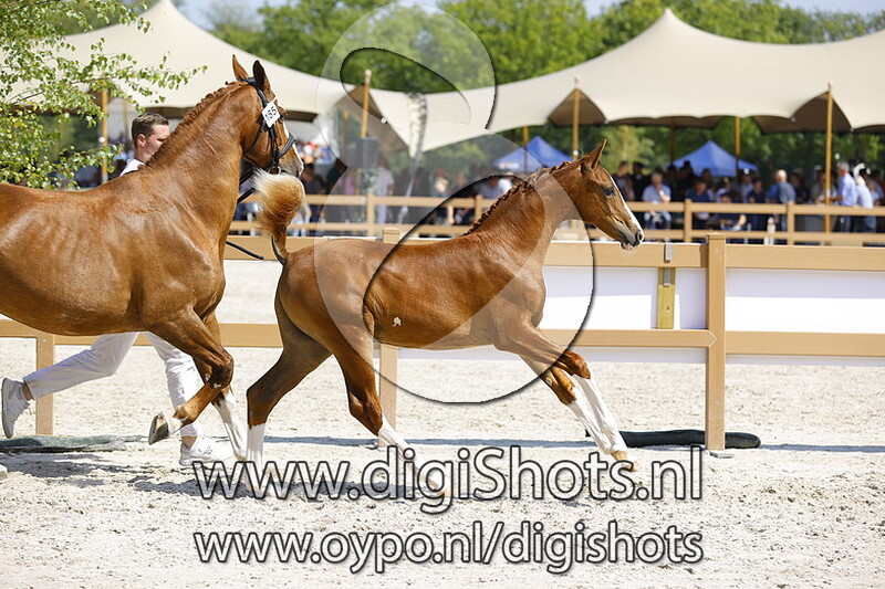 Tiara Baringa v. For Ferrero