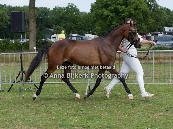 Regionale keuring, Afdeling Noord Zuidenveld, 12-07-2025