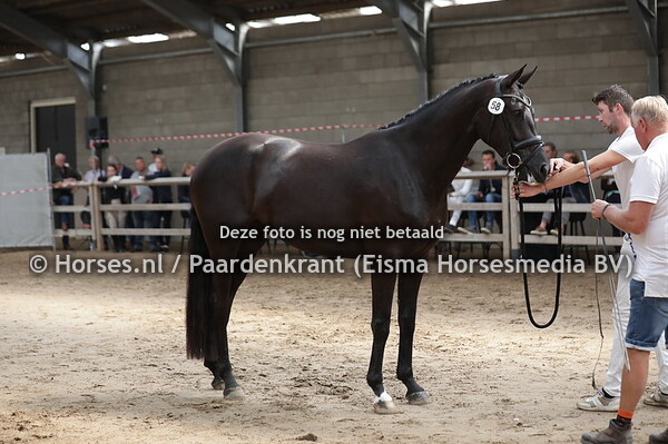 58 Olivera (Quaterhit x Jevera v. Eye Catcher)