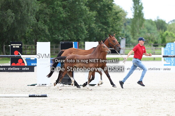 14. Springveulens vrouwelijk