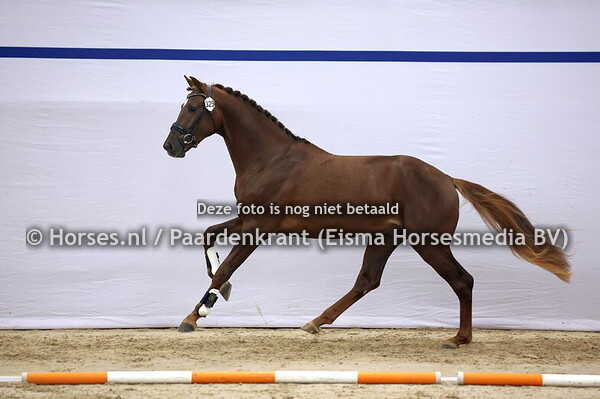 329 (Dutch Dream x Apache)