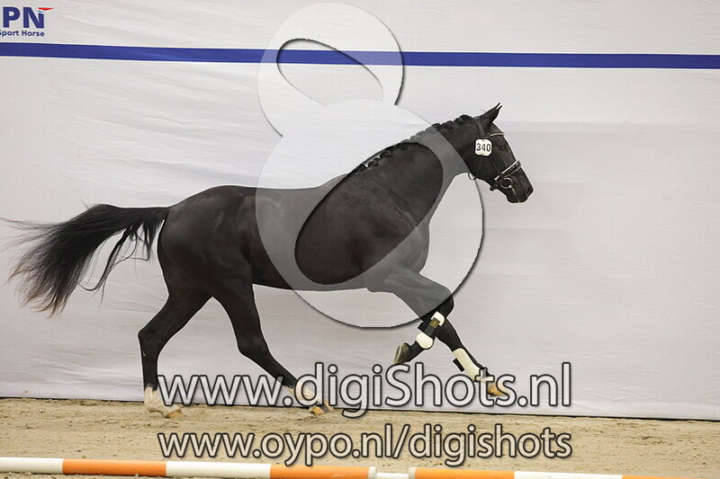 Tescanto Tivaldo RS1